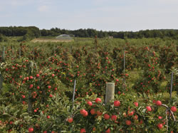 Apple Trees