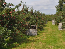 Apple Trees