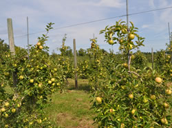 Apple Trees