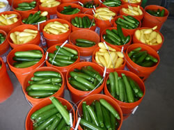 Summer Squash and Zucchini