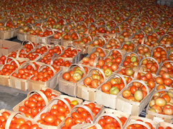Lot's of Tomatoes